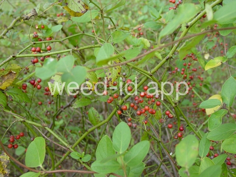rose, multiflora